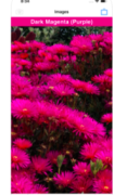 A smartphone's screen featuring purple flowers. Above the flowers is a label with the same color as the flowers and the words written in white: Dark Magenta (Purple).