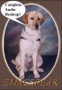 Emacspeak logo with a framed photo of a yellow labrador dog that is wearing a guide harness and has a speech bubble saying: Complete Audio Desktop.